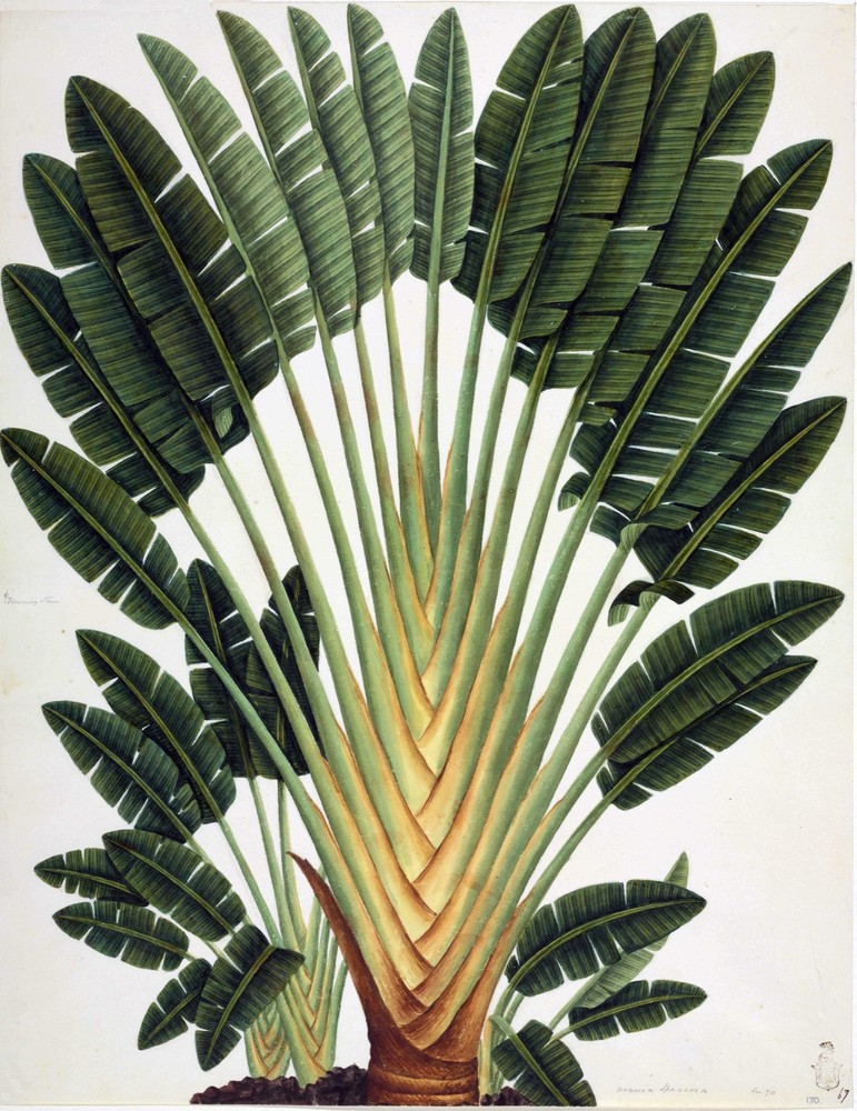 Decoration Poster.Home interior decor.Room wall art.Fan Plant.Botanical.11132