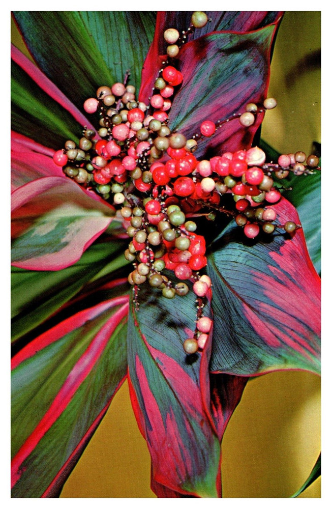 HI Hawaii Red and Green Ti Plants Used for Hula Girl Skirts Chrome Postcard