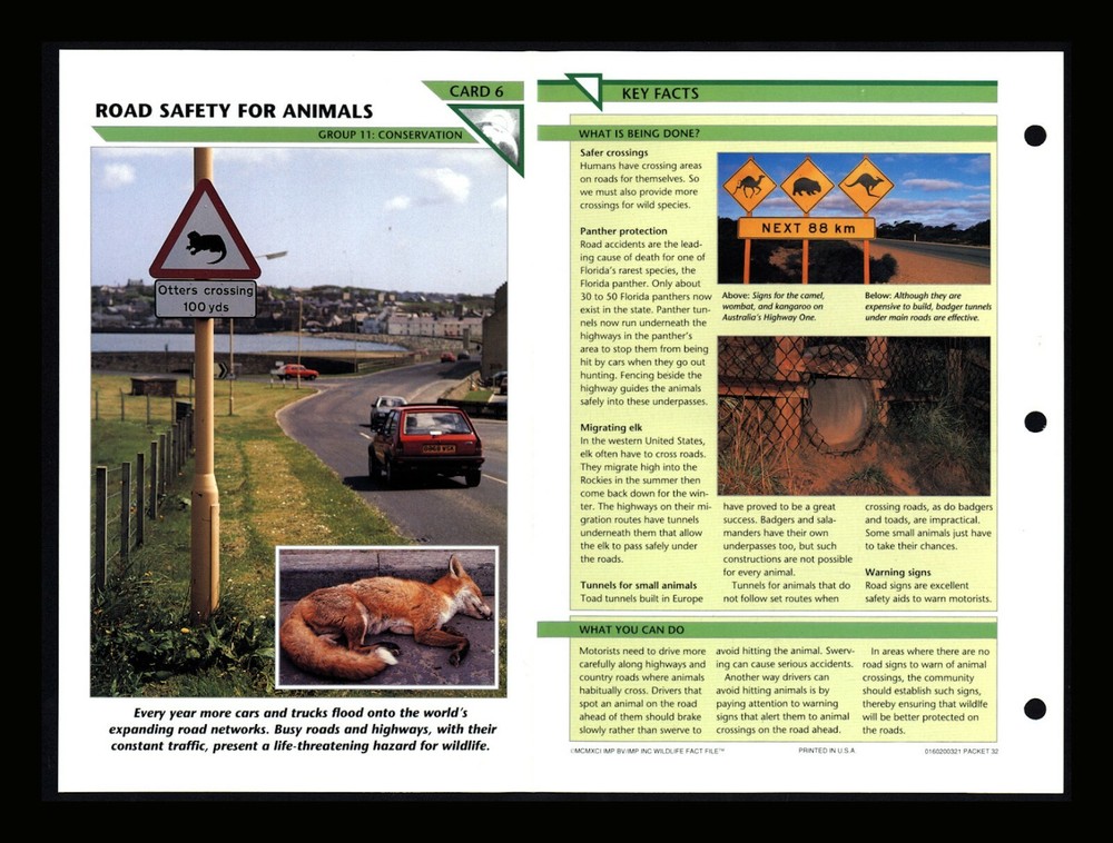 Wildlife Road Safety Conservation Fact Card for Kids Homeschool Activity 11.6