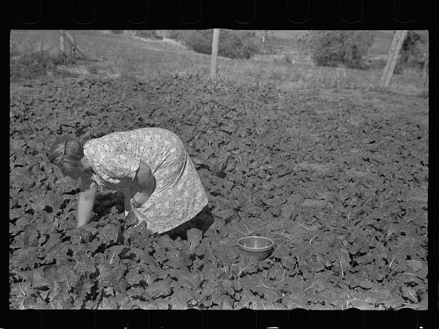 Photo:Rural Farm Field Woman Planting Crops 1930s