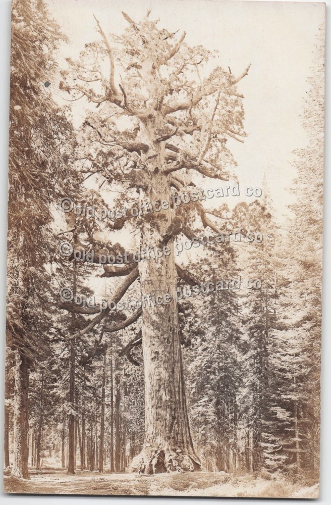 California-Grizzly Giant Sequoia Tree-Mariposa Grove-Yosemite-1910-RPPC Postcard