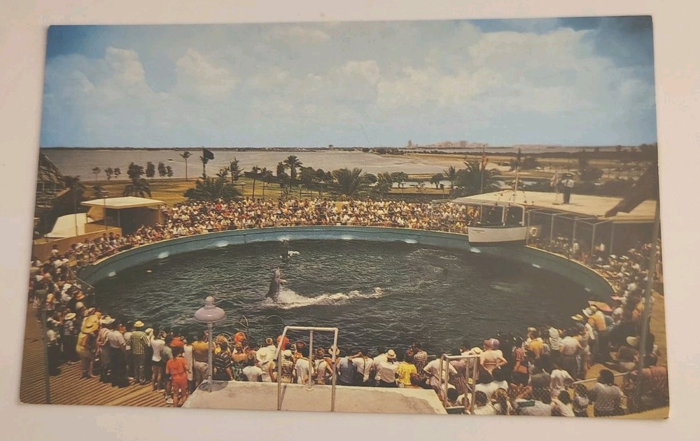 Vintage Miami Seaquarium Dolphin Show Miami Florida Postcard