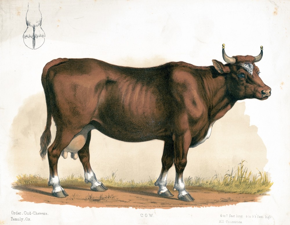 9578.Decoration Poster.Room Wall art.Home decor.Cow.Bovine.Science.Nature art