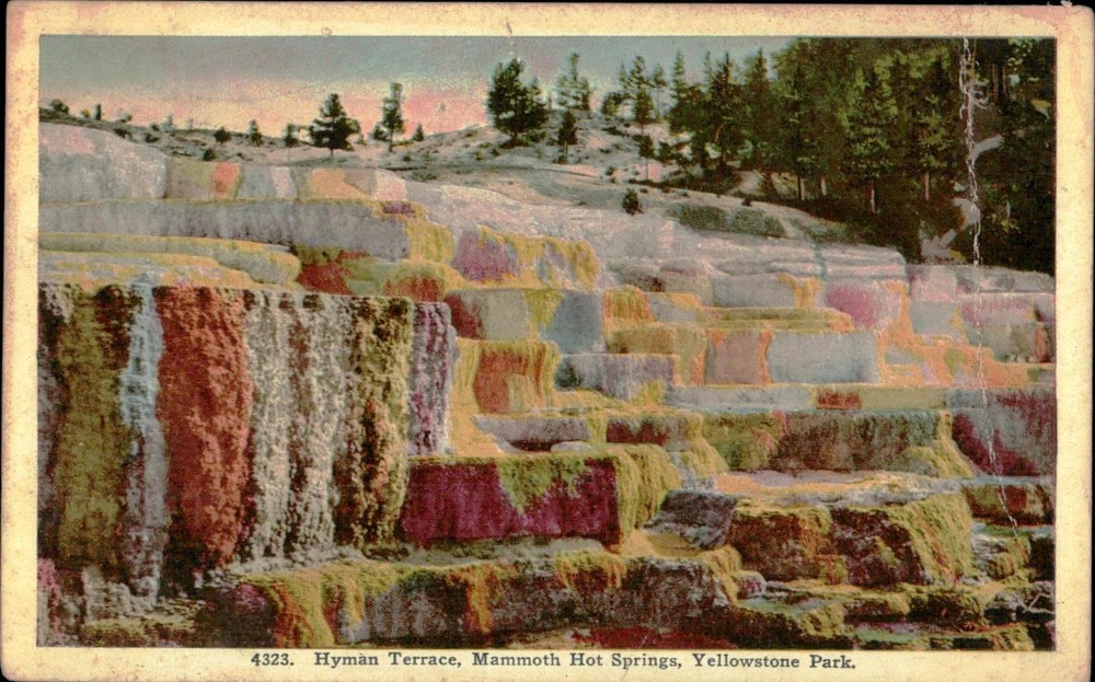 Hyman Terrace Yellowstone Park Postcard Mammoth Hot Springs 4323 Vintage Used