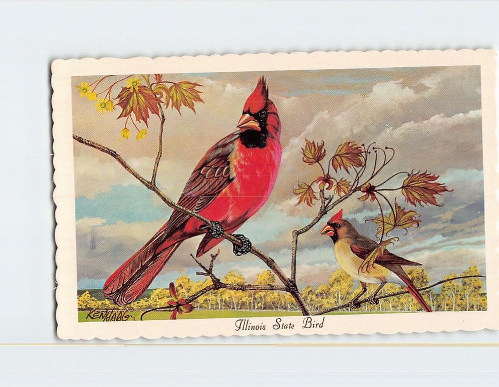 Postcard Cardinal Illinois State Bird Illinois USA