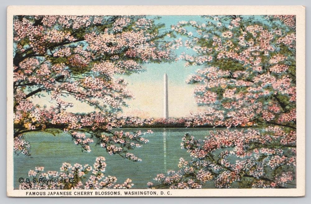 Vintage Washington DC Cherry Blossoms Postcard by B.S. Reynolds Co.