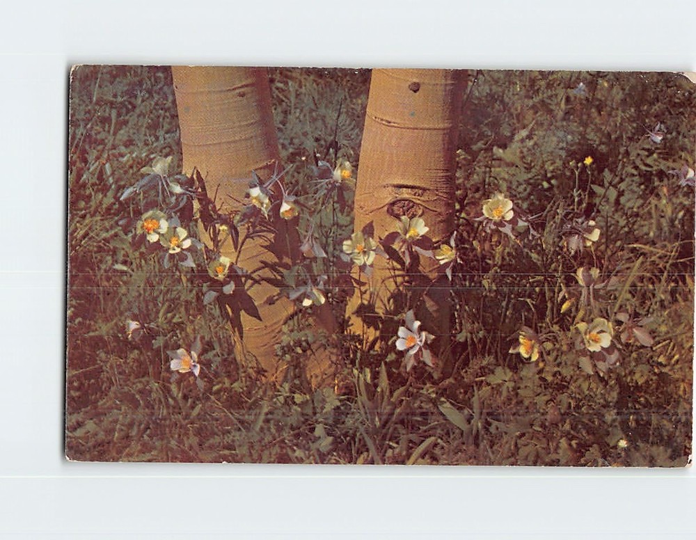 Postcard Blue Columbine State Flower of Colorado USA