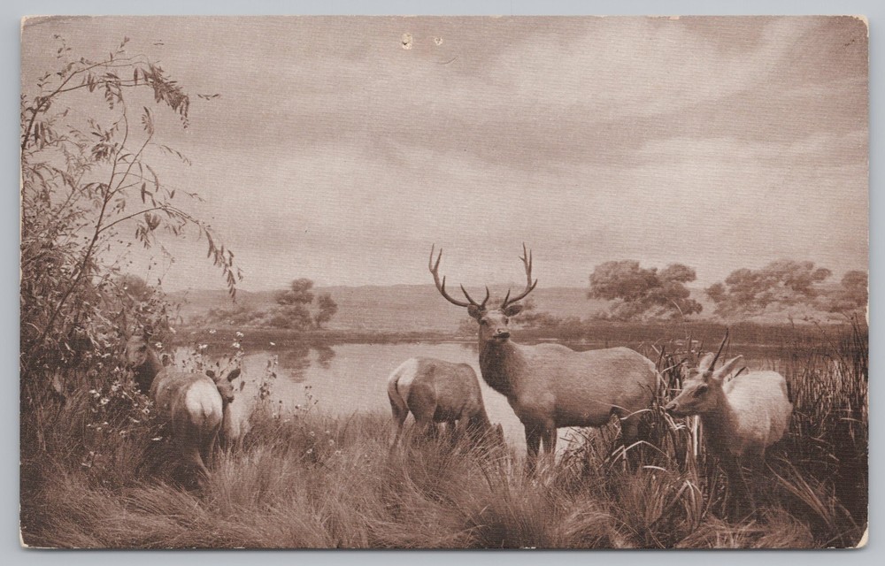 Animal~San Joaquin Valley Elk Group Museum CA Academy Sciences~Vintage Postcard