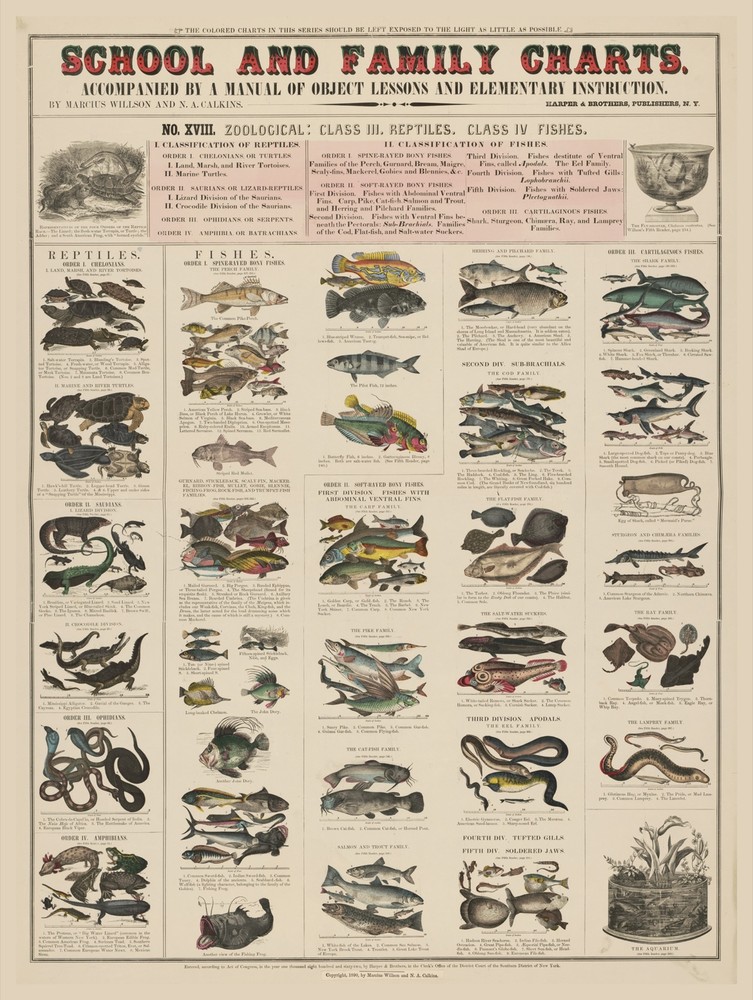 9691.Decoration Poster.Room Wall art.Home decor.School family chart.Fish reptile
