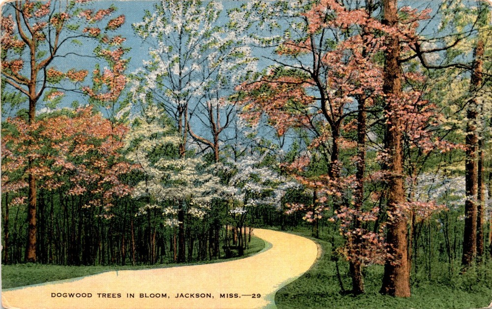 Vintage Dogwood Trees Bloom Jackson Mississippi Postcard by E. City News Co