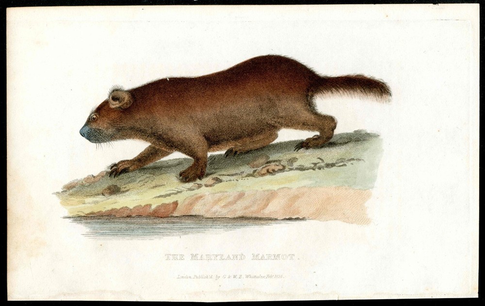 1828 Animal Kingdom by Baron Cuvier Antique Print Animal Maryland Marmot