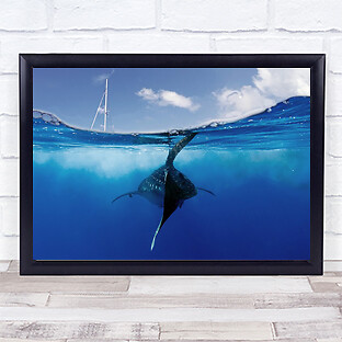 Collision Course Whaleshark Mexico Sea Ocean Underwater Wall Art Print