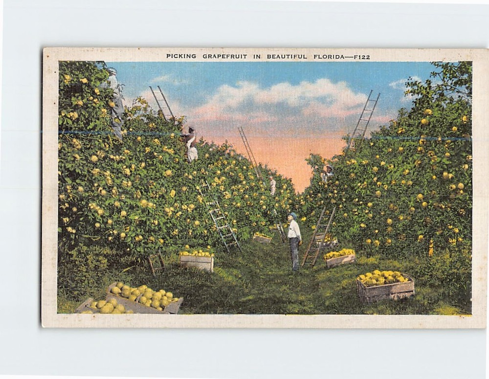 Postcard Picking Grapefruit in Beautiful Florida USA