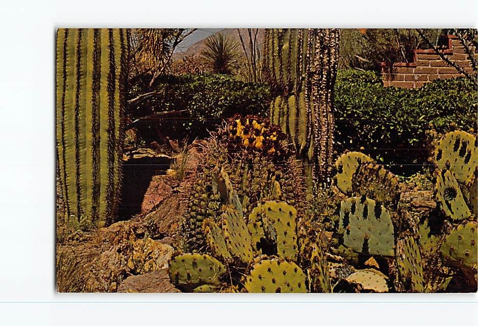 Postcard Vintage Desert Landscaping Cacti Cactus Southwest USA North America