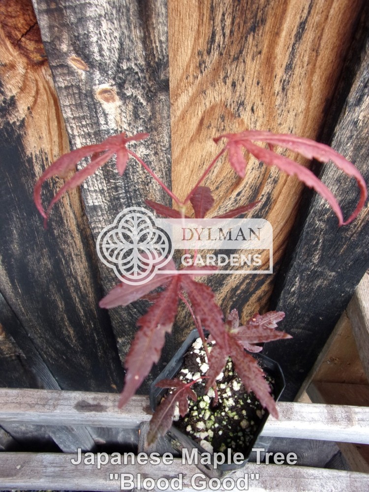 Japanese Maple Tree Seedling Dormant- Acer palmatum 'Bloodgood' - 4 to 6 inches-image