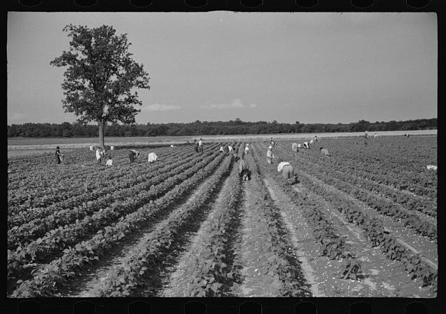 Photo:Farm Workers Harvesting Crops 1930s Rural Field Workers