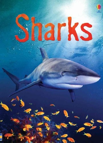 Sharks: Information for Young Reade..., Clarke, Catrion