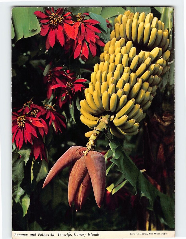 Postcard Bananas and Poinsettia Tenerife Canary Islands Spain