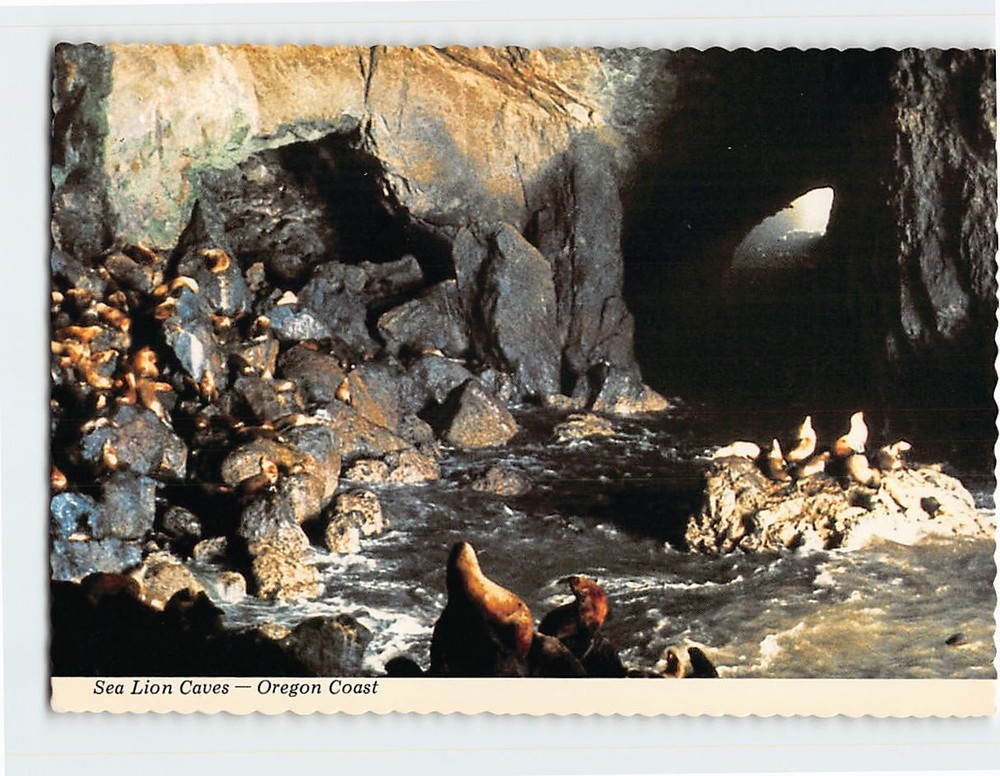 Postcard Interior of Sea Lion Caves Oregon USA