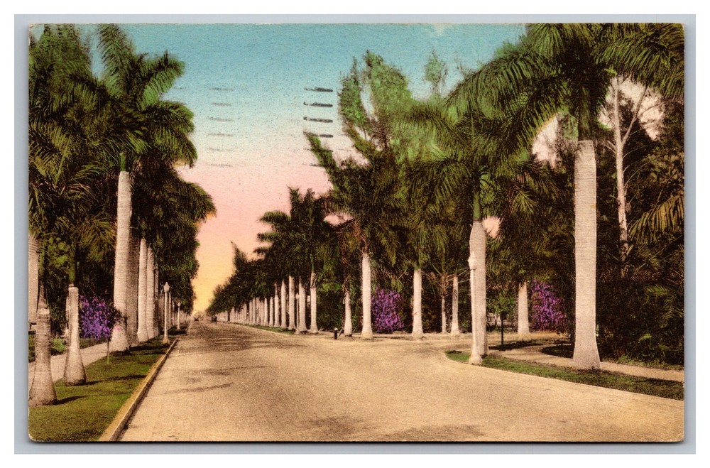 Fort Myers FL Florida Avenue of Royal Palms Posted 1940 Linen Postcard