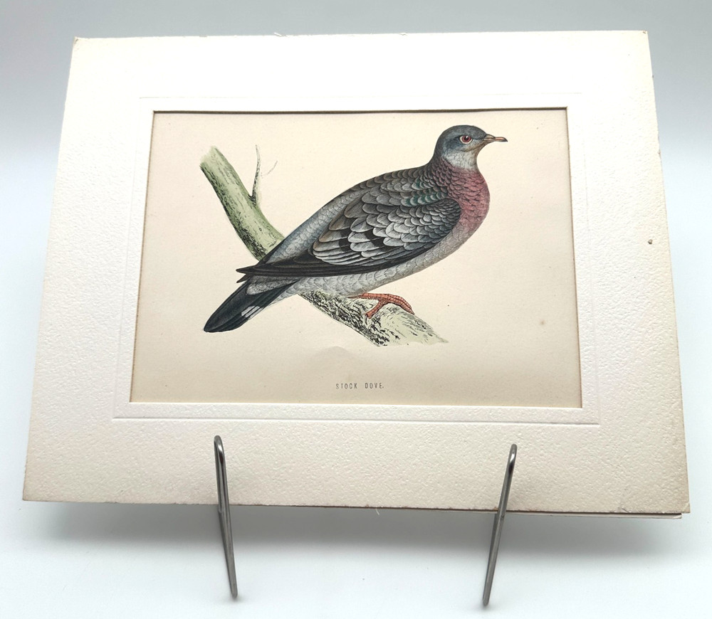 Vintage Hand-Colored Bird Lithograph Stock Dove – Ornithology Wall Art Print