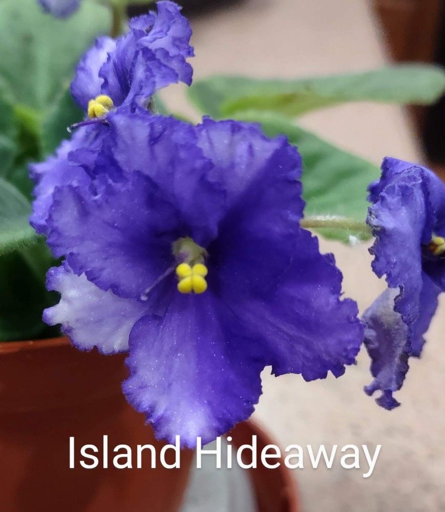 African Violet LEAF POT - ISLAND HIDEAWAY standard