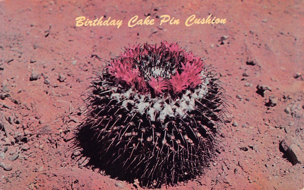 Papago Park Arizona Desert Botanical Garden Cactus Succulent Vtg Postcard C21