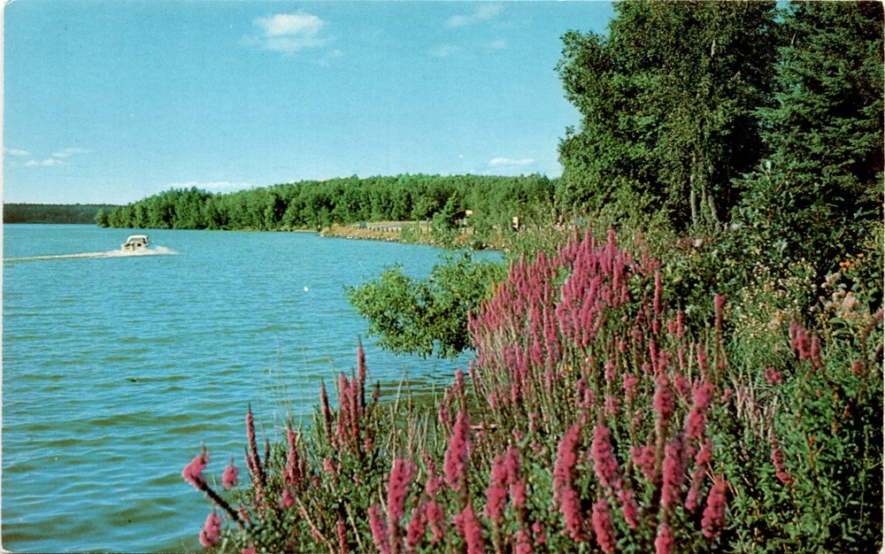 MINNESOTA, SHORE, WILDFLOWERS, LAKE, CROSSLAKE, Postcard