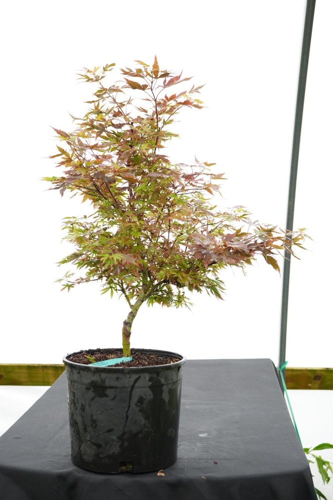 Acer palmatum 'Judy Girl Broom' Rare Japanese Maple 3 gallon-image