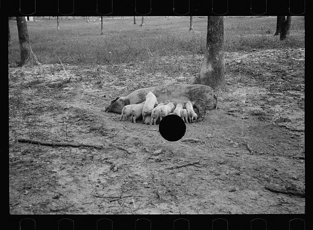 Photo:Prince Georges County Maryland 1935 Sow with Piglets Farmyard Scene