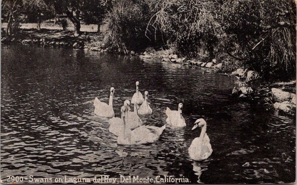 c1910 Swans on Laguna del Rey Del Monte Monterey California Vintage Postcard