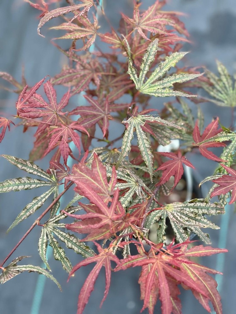 Acer palmatum 'Mikazuki' (Mikazuki Japanese Maple)-image