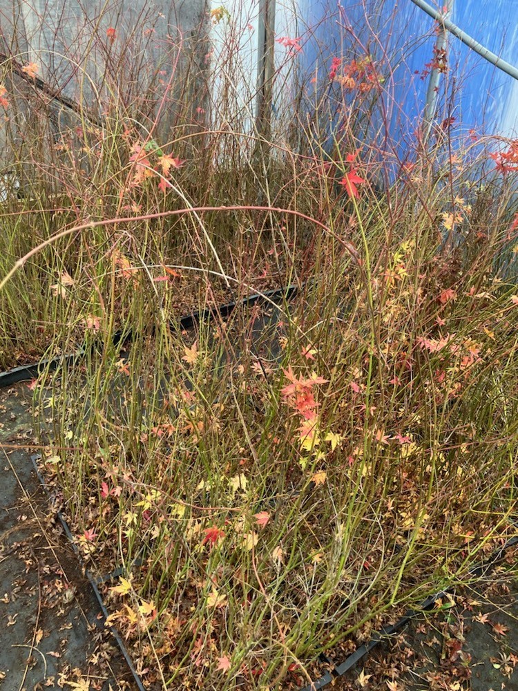 Flat Of Acer Palmatum Seedlings W/O The Flat-image