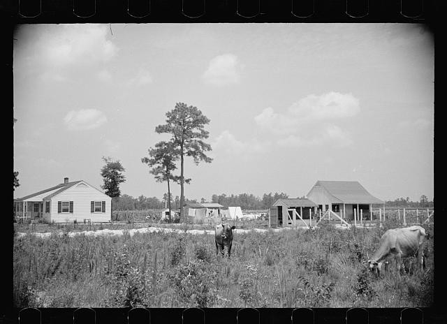 Photo:1930s Rural Farmhouse Barn Cattle Landscape Print