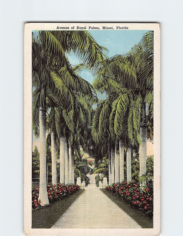 Postcard Avenue of Royal Palms Miami Florida USA