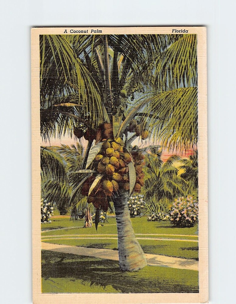 Postcard A Coconut Palm Florida USA