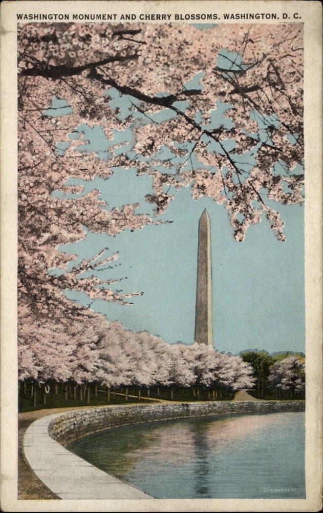 Washington DC Monument Cherry Blossom trees 1920s vintage postcard sku045