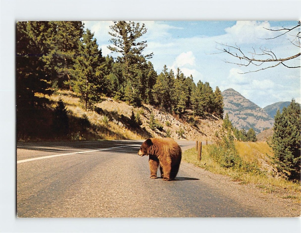 Postcard Brown Bear Yellowstone National Park Wyoming USA