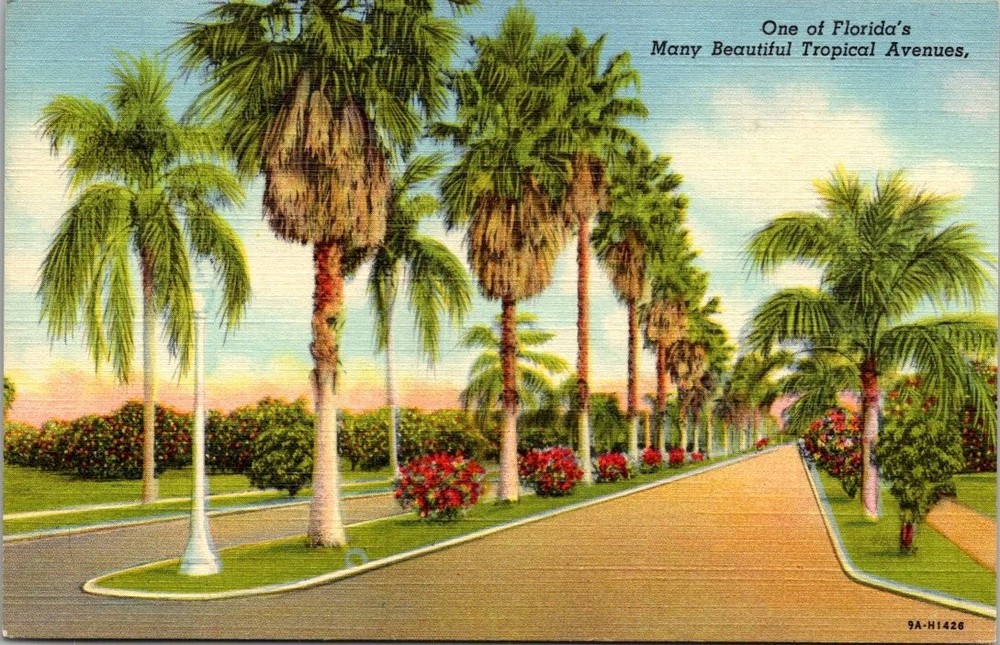 Florida Tropical Avenue Palm Trees Linen Postcard Curteich Vintage