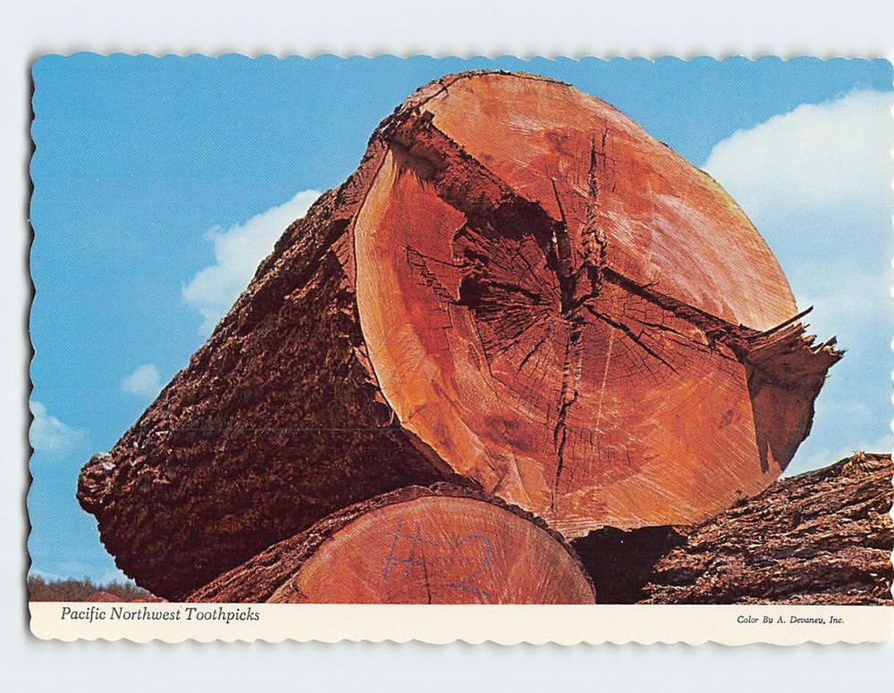 Postcard Giant Logs Pacific Northwest Toothpicks USA