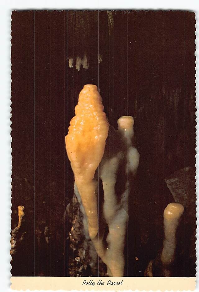 Postcard Polly The Parrot Cave Of The Mounds Blue Mounds Wisconsin USA