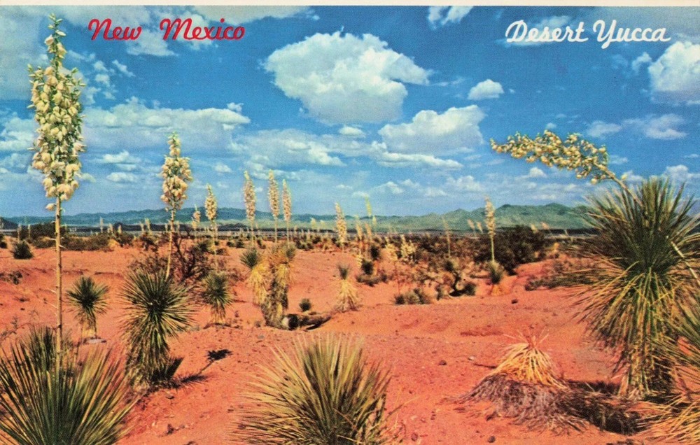 Desert Yucca - New Mexico State Flower - NM Postcard