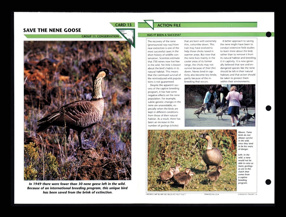 Nene Goose Wildlife Conservation Fact Card for Kids Homeschool Education