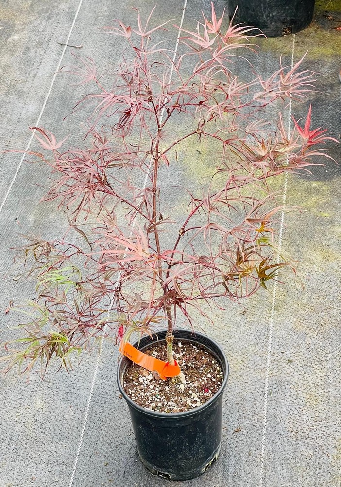 Acer palmatum 'Enkan' (Enkan Japanese Maple) Rare!-image