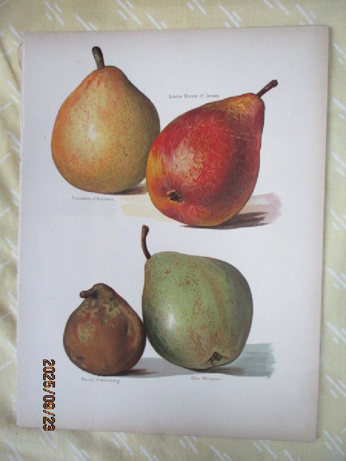 Vintage Print,PEARS, Chromolitho,1890, May RIVERS,Illust.,  Louise Bonne  &More