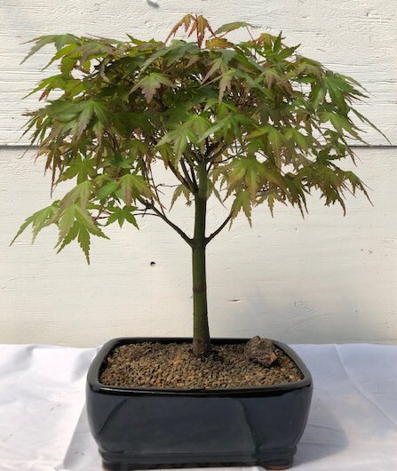 Green Japanese Maple Bonsai Tree 18