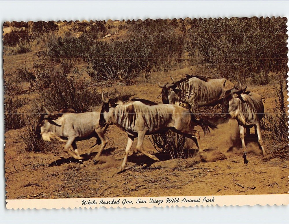 Postcard White Bearded Gnu San Diego Wild Animal Park California USA