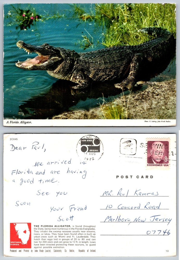 1972 Florida Alligator Postcard John Hinde Studios Vintage Wildlife Photo Posted