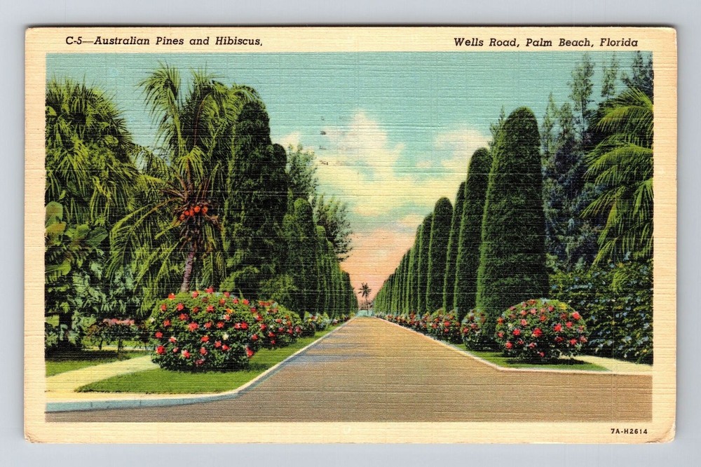 Palm Beach FL-Florida, Wells Road, Australian Pines, c1941 Vintage Postcard