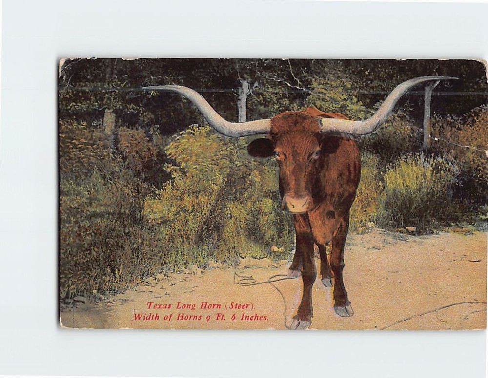 Postcard Texas Long Horn (Steer)